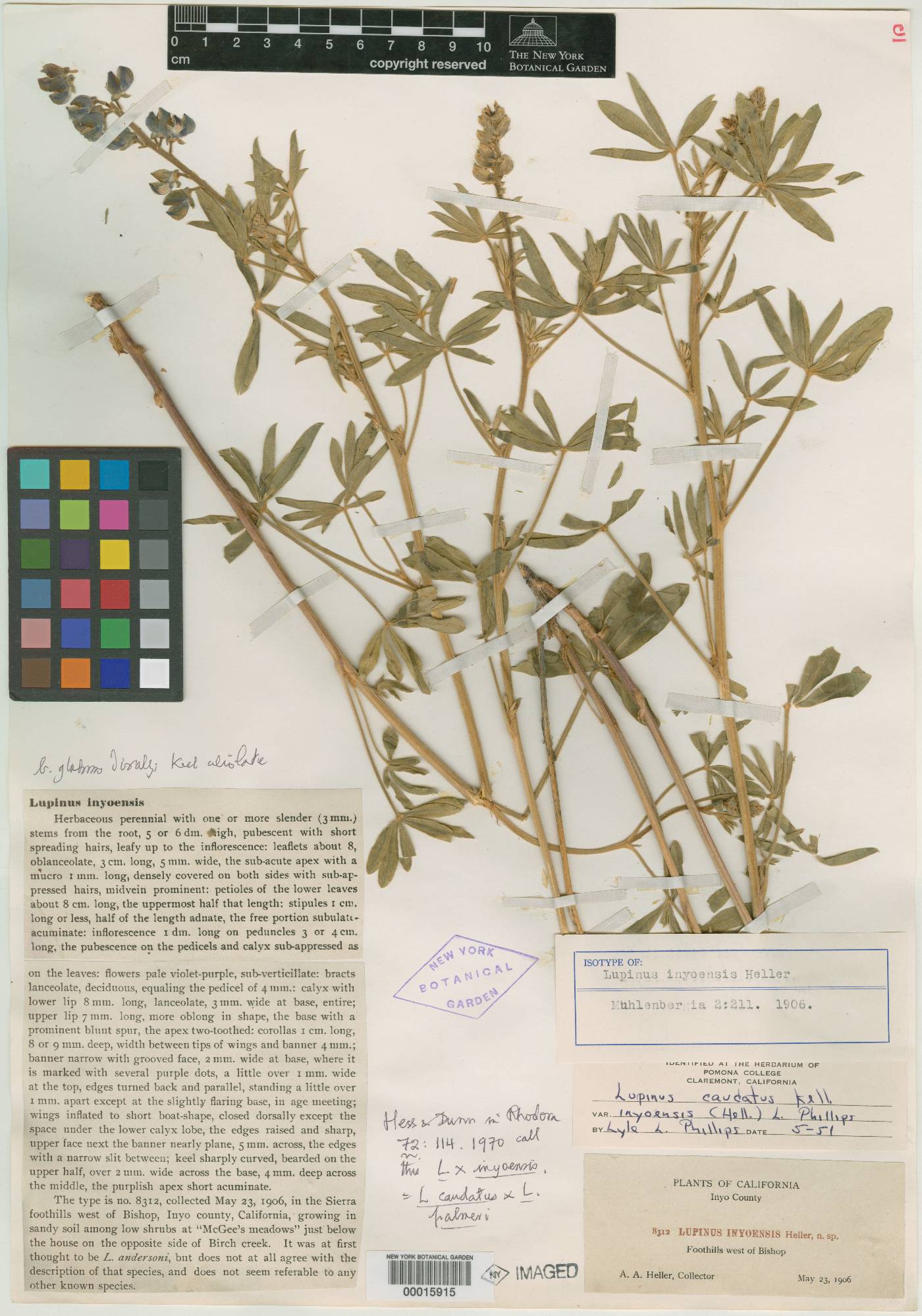 Lupinus inyoensis image