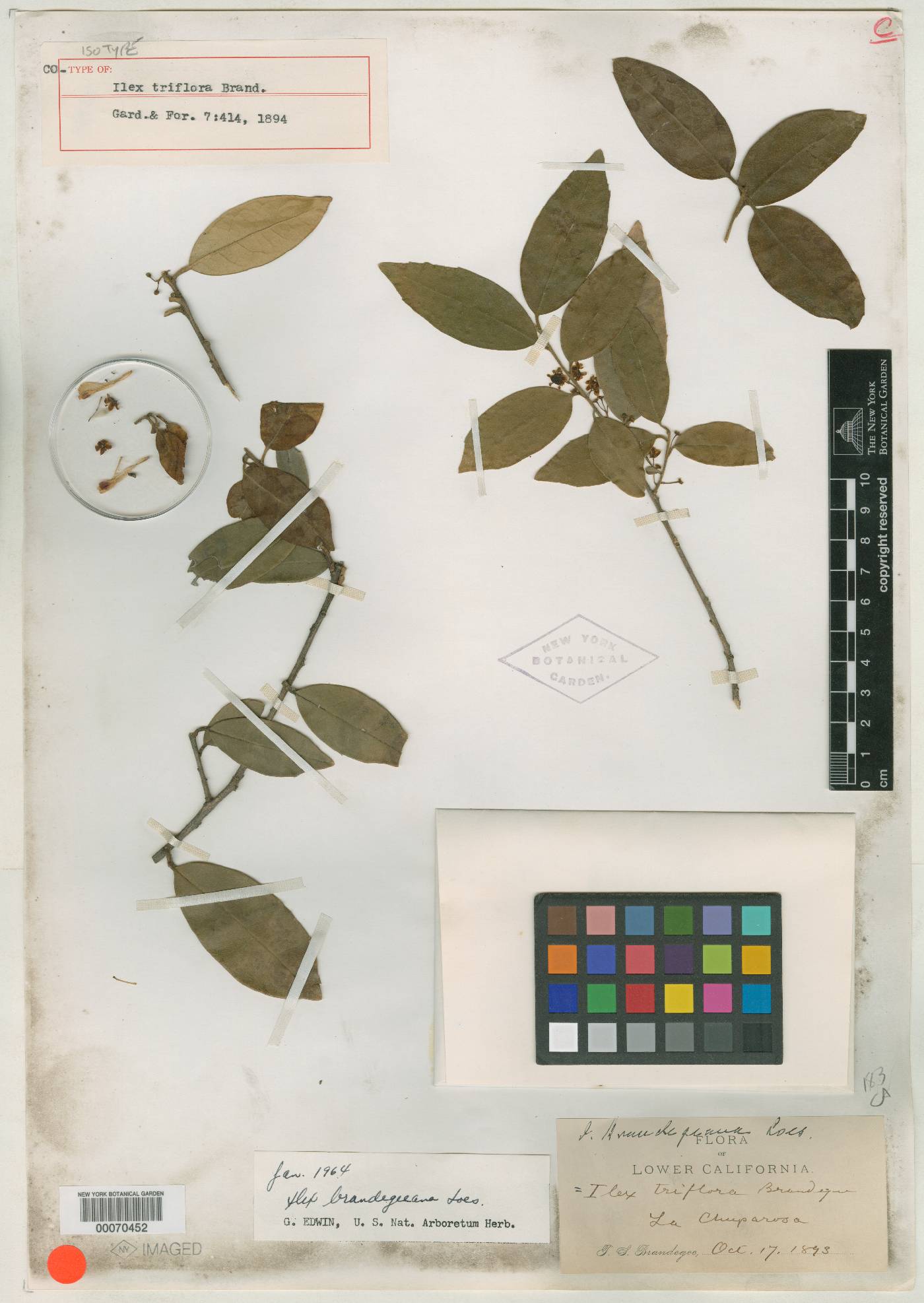 Ilex brandegeeana image