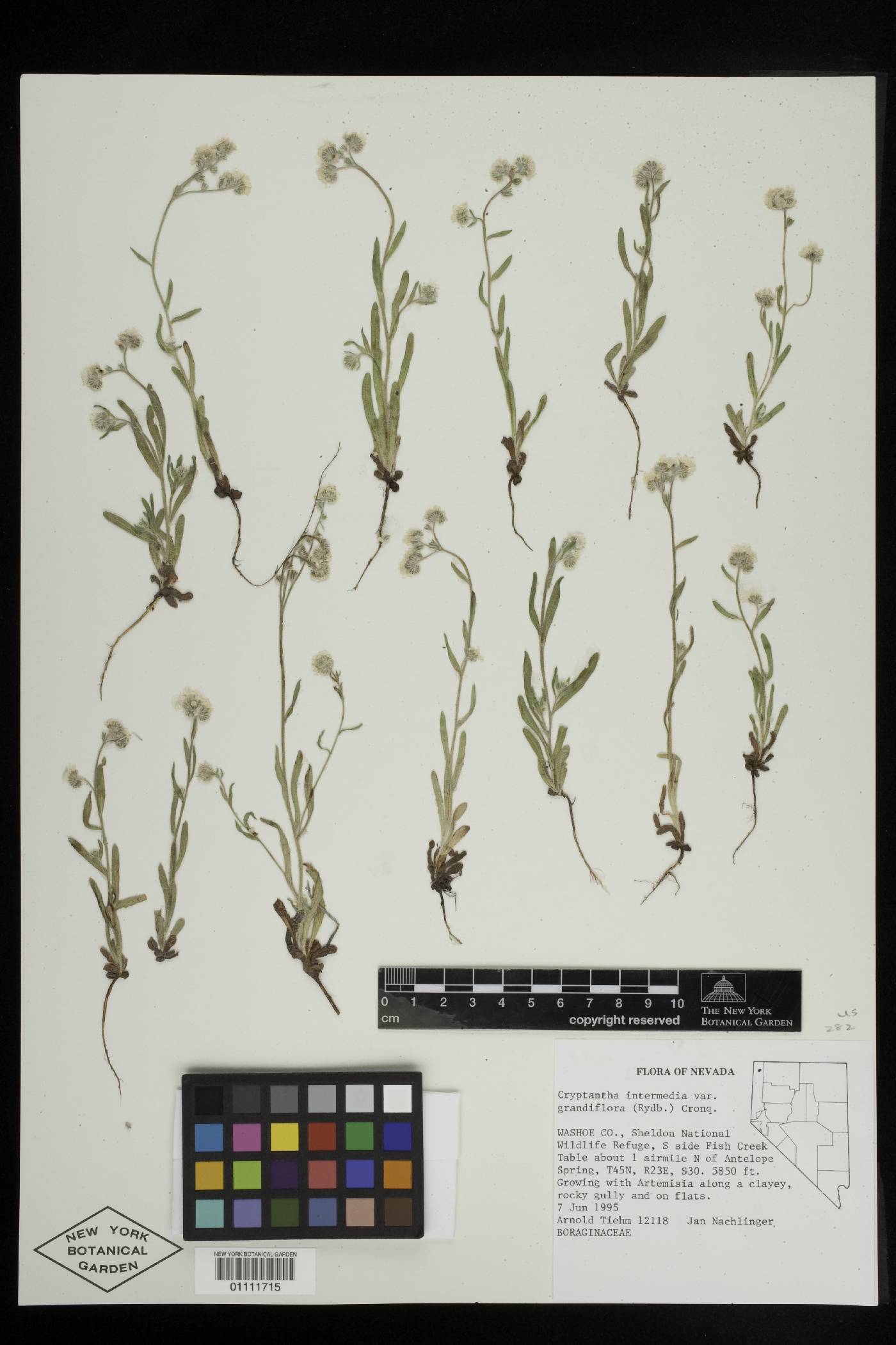 Cryptantha grandiflora image