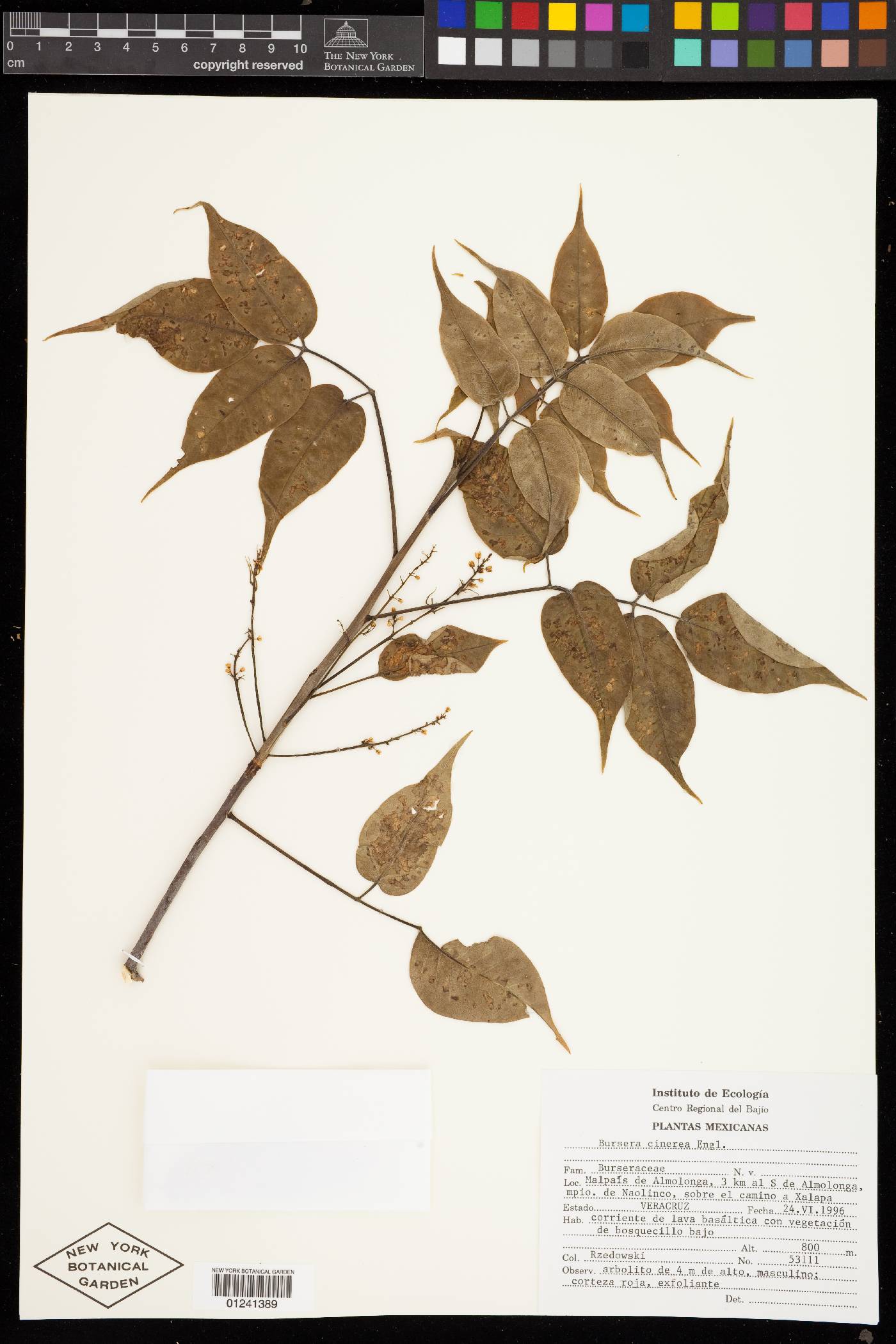 Bursera cinerea image