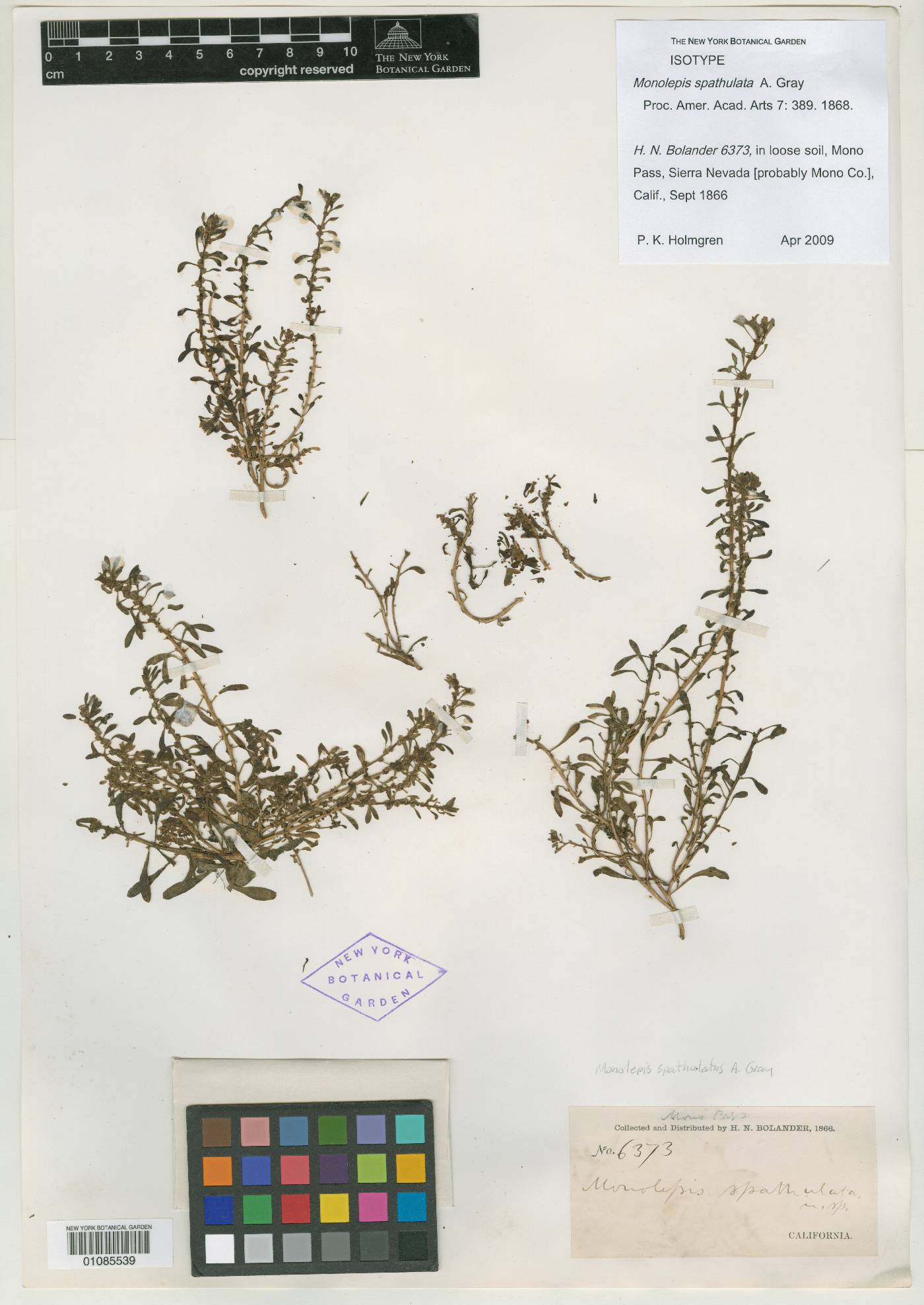 Blitum spathulatum image