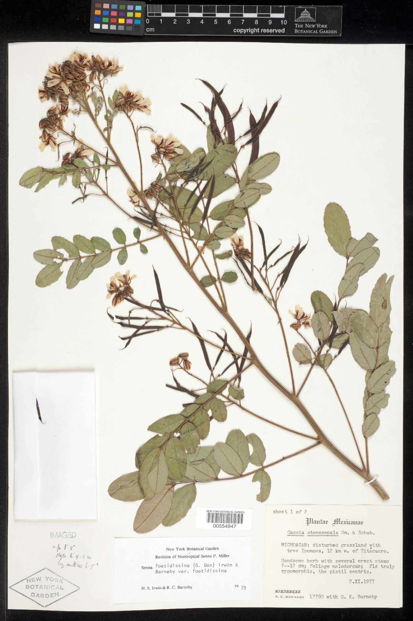 Senna foetidissima var. foetidissima image