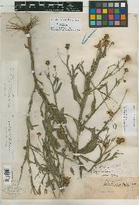 Helenium polyphyllum image