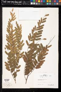 Cassia roxburghii image