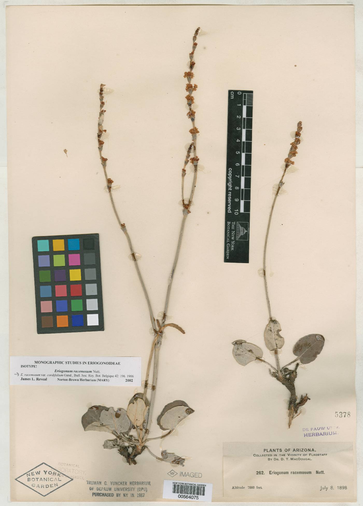 Eriogonum racemosum var. cordifolium image