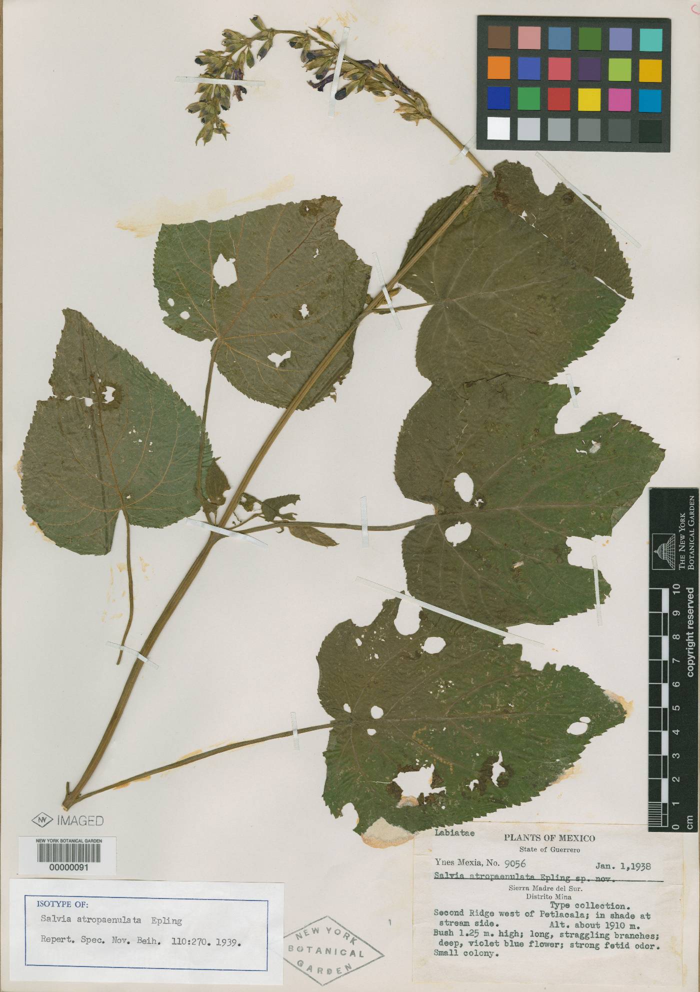 Salvia atropaenulata image