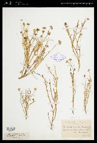 Blennosperma californicum image