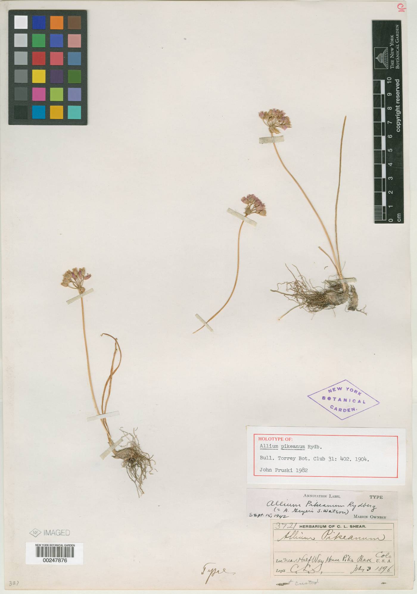 Allium pikeanum image