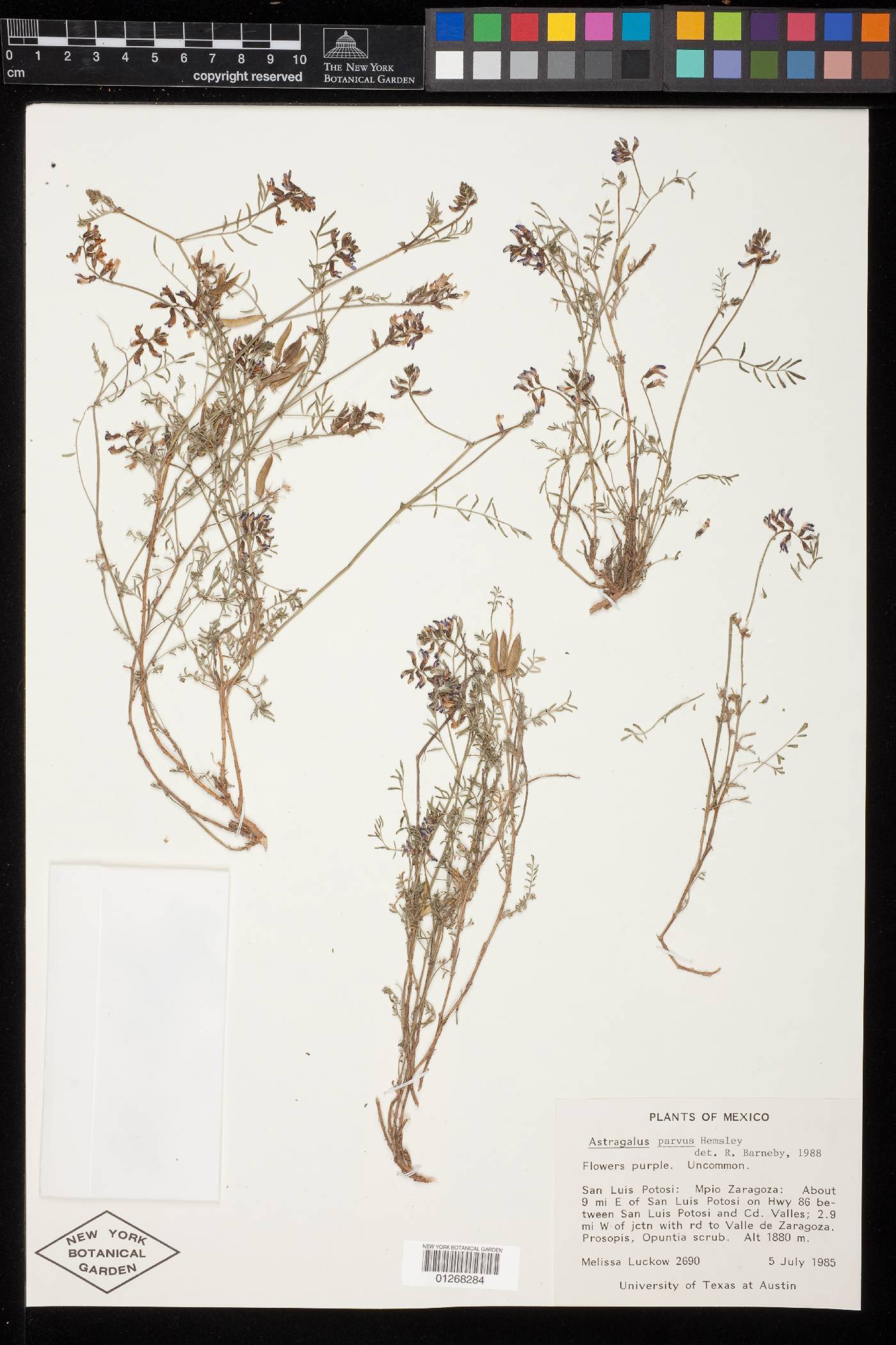 Astragalus parvus image