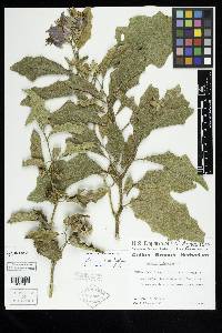 Solanum dimidiatum image