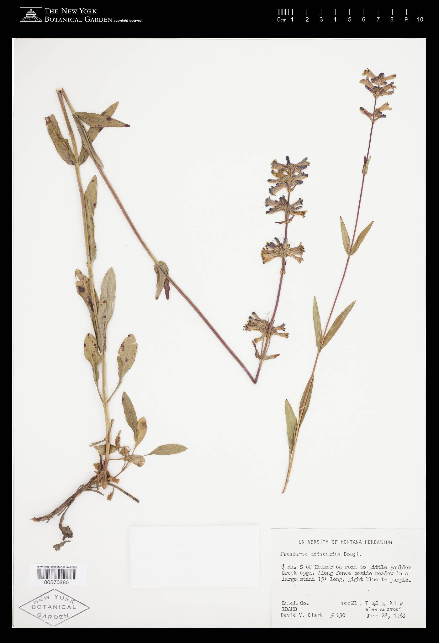 Penstemon attenuatus image