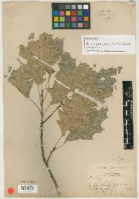 Quercus albocincta image