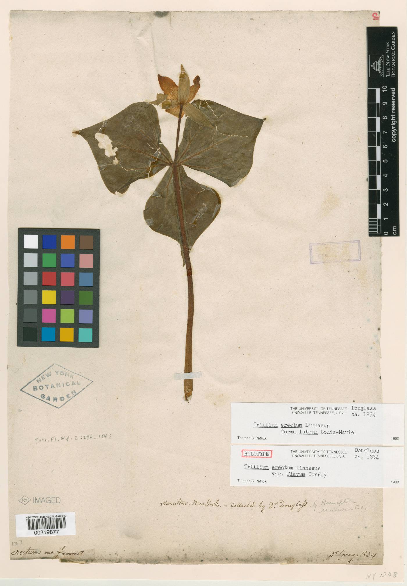 Trillium erectum var. flavum image