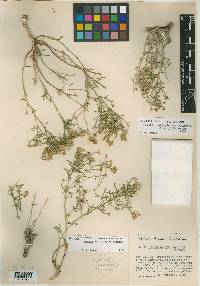 Laphamia staurophylla image