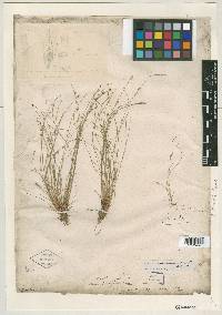 Eleocharis flavescens image