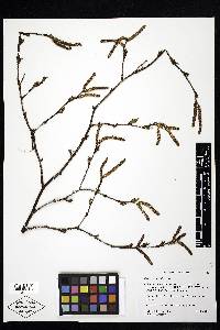 Betula occidentalis image