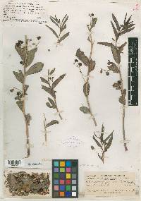 Argythamnia cyanophylla image