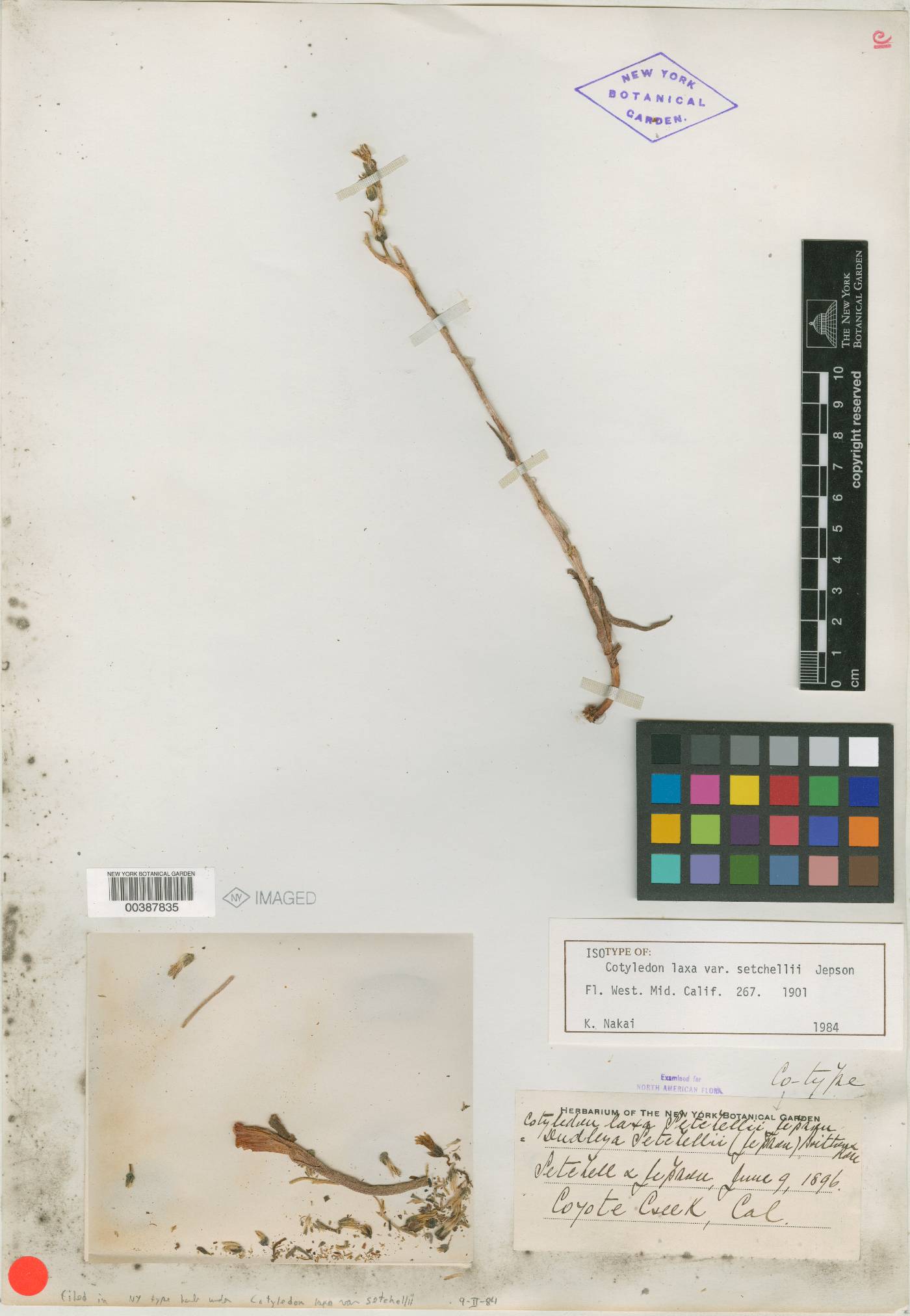 Cotyledon laxa var. setchellii image