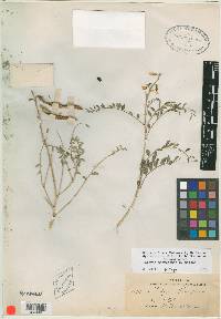 Peteria thompsoniae image