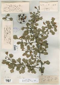Crataegus viaria image