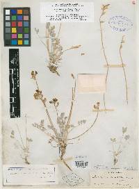 Astragalus scaposus image