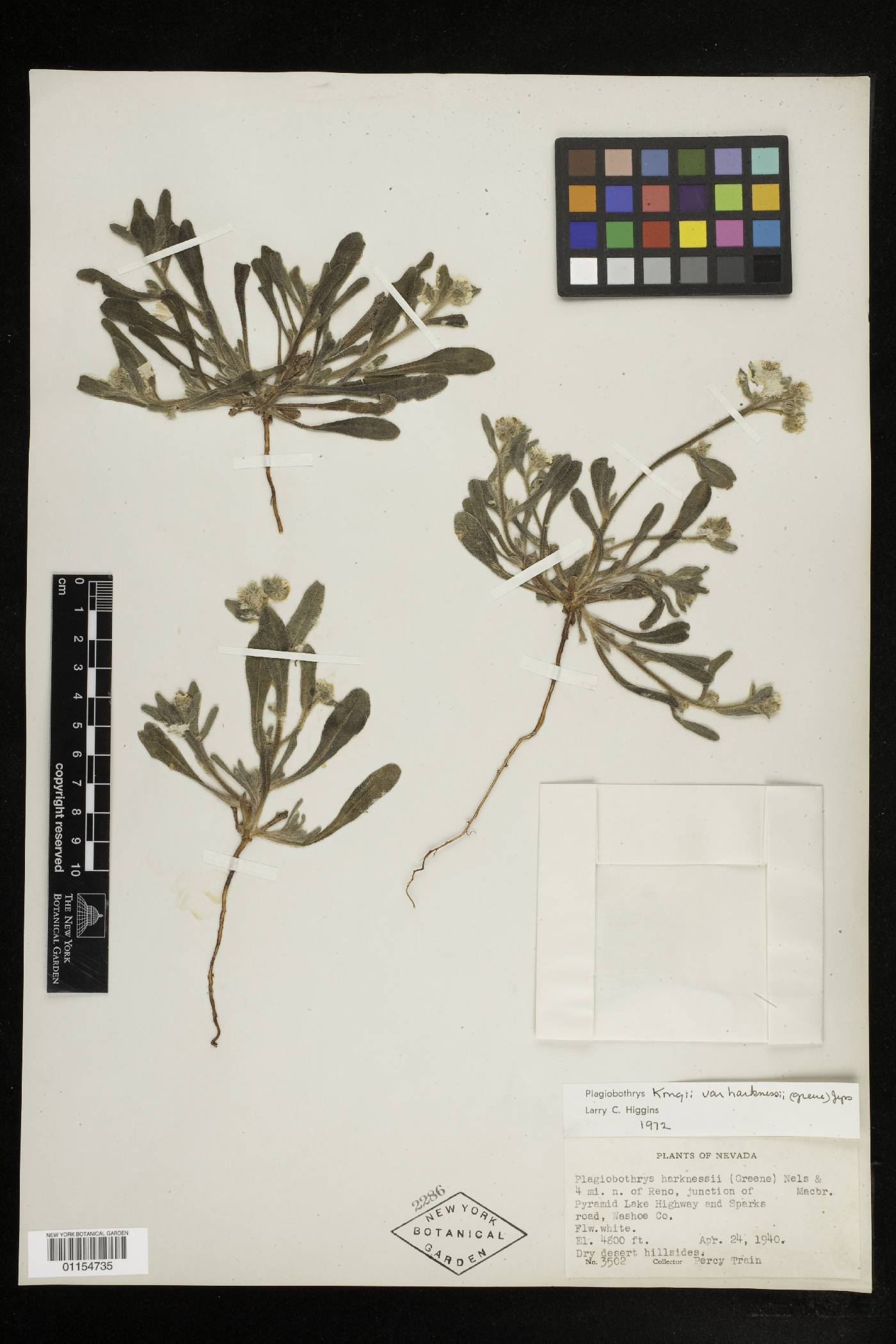 Amsinckiopsis kingii var. harknessii image