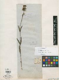 Penstemon micranthus image