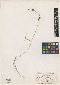 Carex fulvescens image