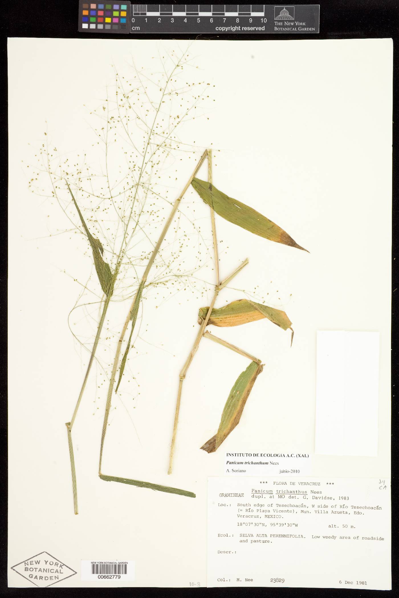 Panicum trichanthum image