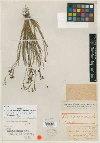 Sisyrinchium miamiense image