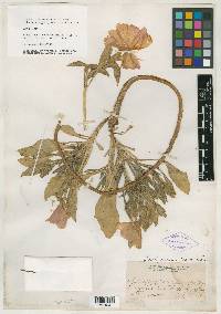 Oenothera psammophila image