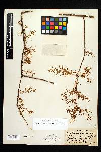 Taxodium distichum var. distichum image