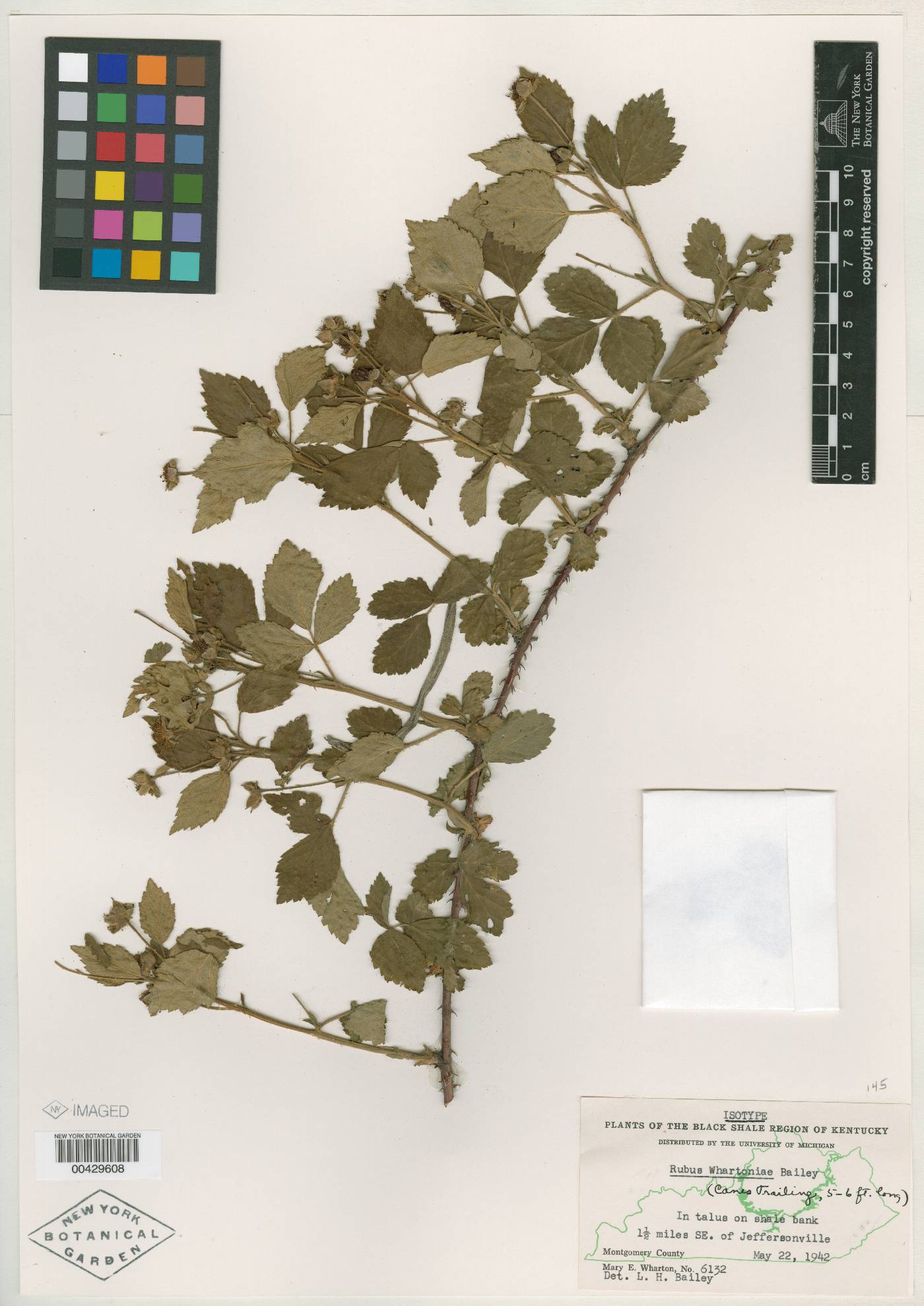 Rubus whartoniae image