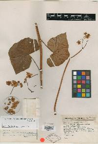 Begonia hintoniana image