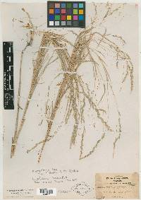 Muhlenbergia polystachya image