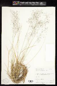 Muhlenbergia pungens image