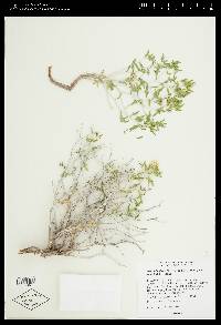 Mentzelia librina image