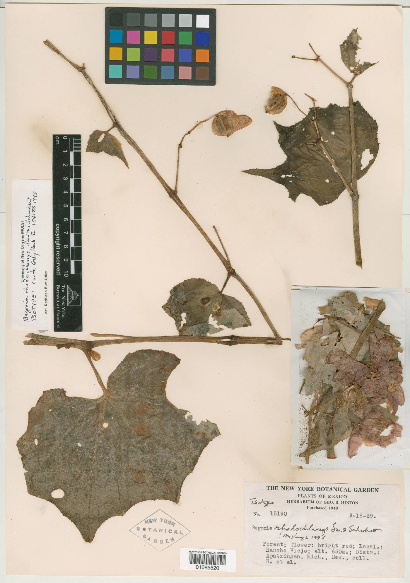 Begonia rhodochlamys image