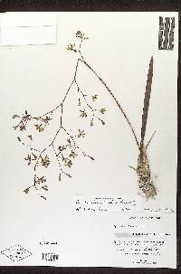 Encyclia fucata image