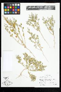 Chenopodium incanum var. occidentale image