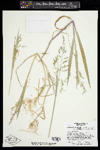 Torreyochloa pallida image