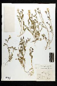 Corydalis micrantha subsp. micrantha image