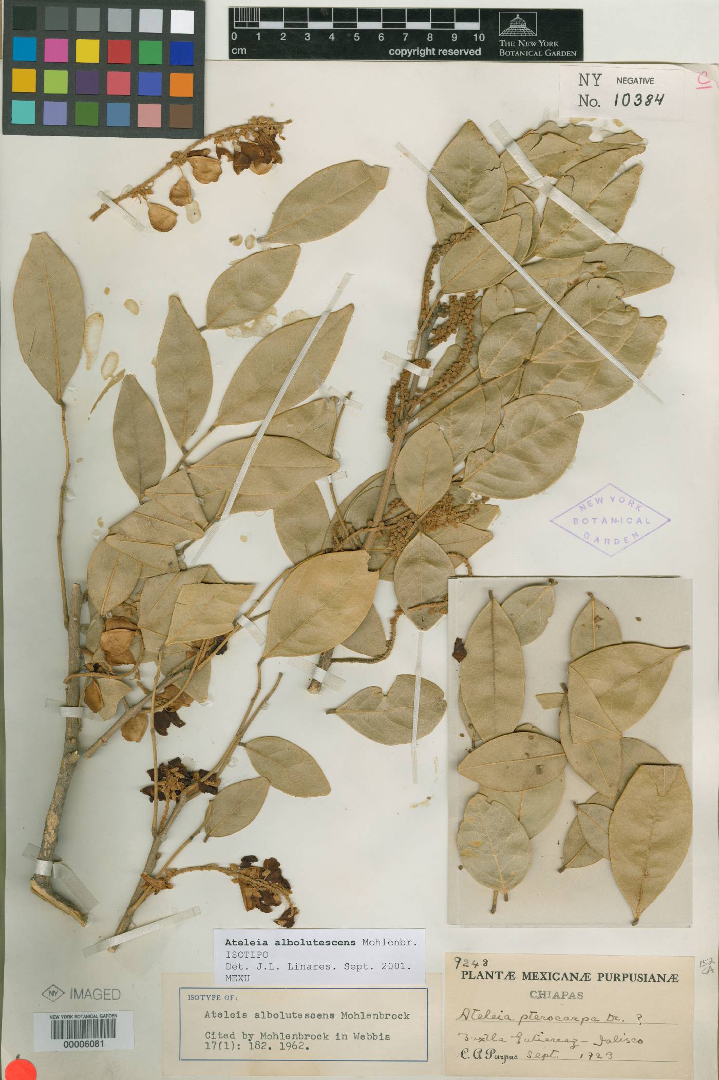 Ateleia albolutescens image