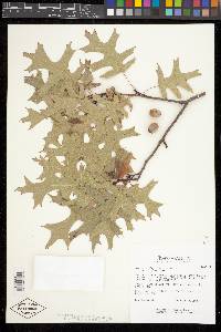 Quercus buckleyi image