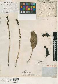 Veronica plantaginea image