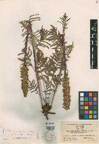 Pedicularis latifolia image