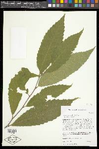 Castanea dentata image