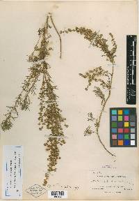 Artemisia taurica image