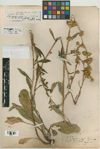 Pyrrocoma congesta image