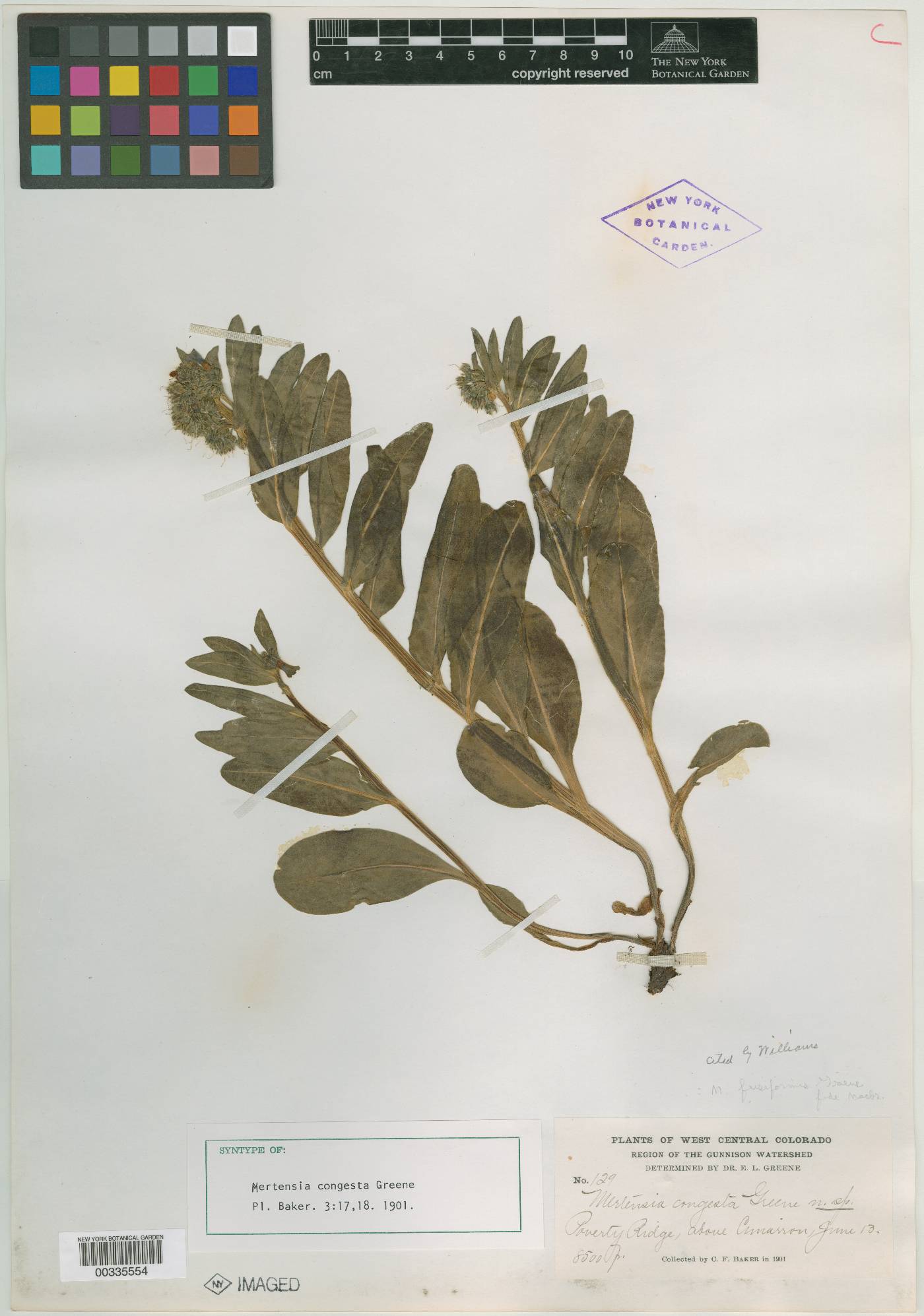 Mertensia congesta image